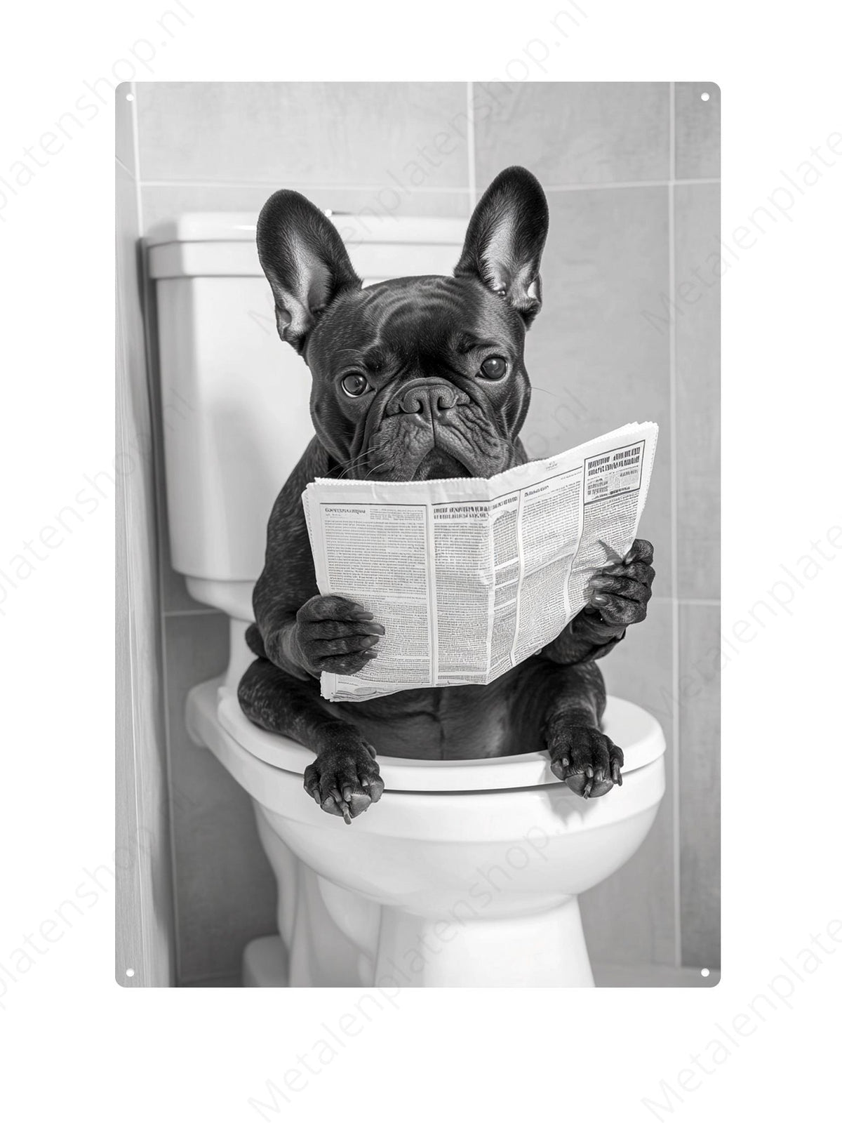 Franse bulldog op de WC met een krant