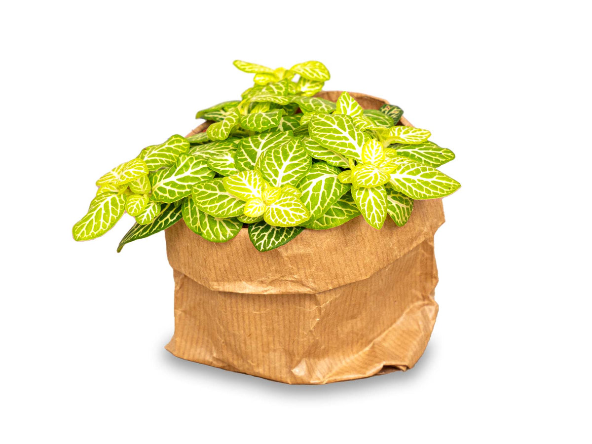 Fittonia Joly Lemon - White and Green (Fluor) - Mosaic plant - Terrarium plant