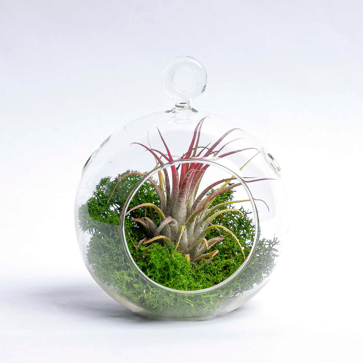 Glass Christmas Ball - Airplant and Reindeer Moss