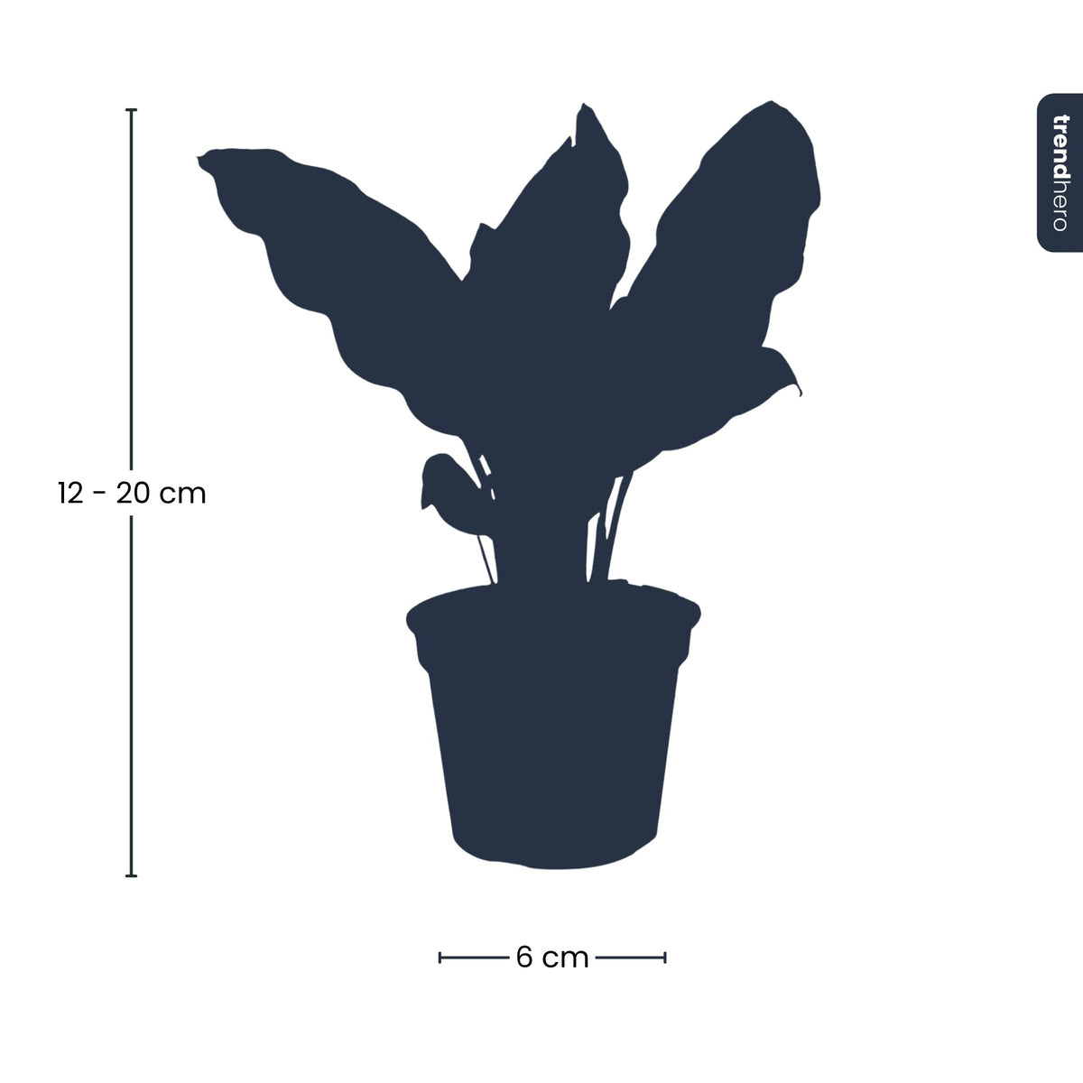 Calathea Lancifolia - Peacock plant - Terrarium plant