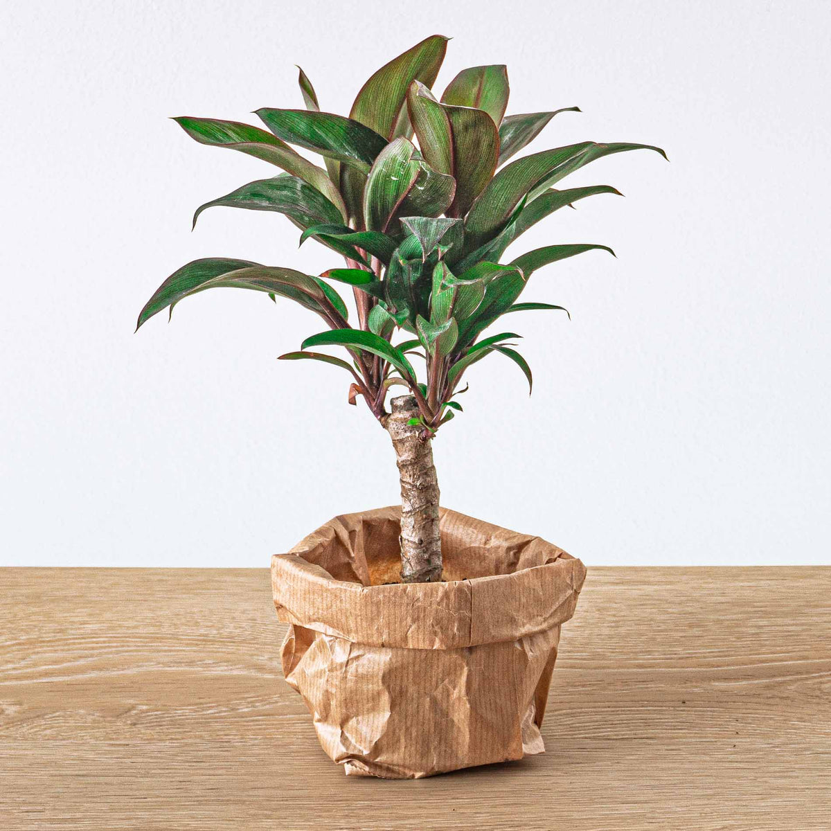 Plant terrarium set - Bonsai - 5 plants - Ficus Ginseng Bonsai - Palm - Asparagus - Red & White Fittonia