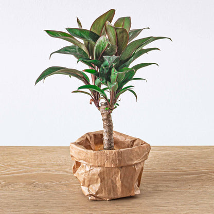Plant terrarium set - Bonsai - 5 plants - Ficus Ginseng Bonsai - Palm - Asparagus - Red & White Fittonia