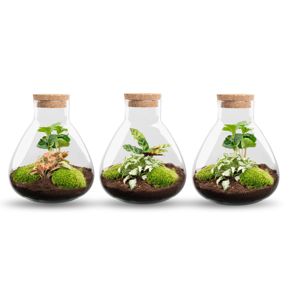Sammie - Terrarium with light - Bottle garden DIY kit - Ø 22,5 cm ↑ 27 cm