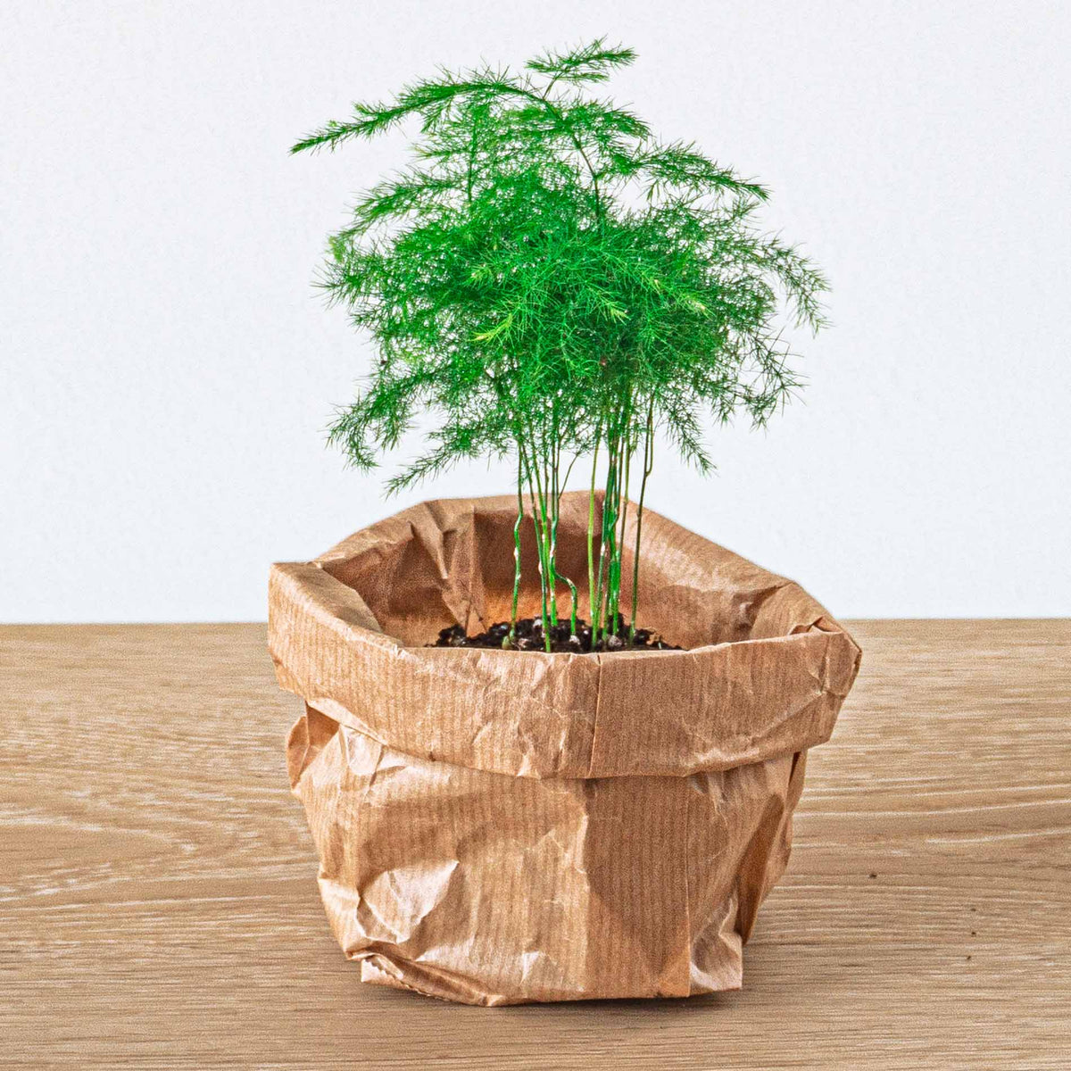 Plant terrarium set - Bonsai - 5 plants - Ficus Ginseng Bonsai - Palm - Asparagus - Red & White Fittonia