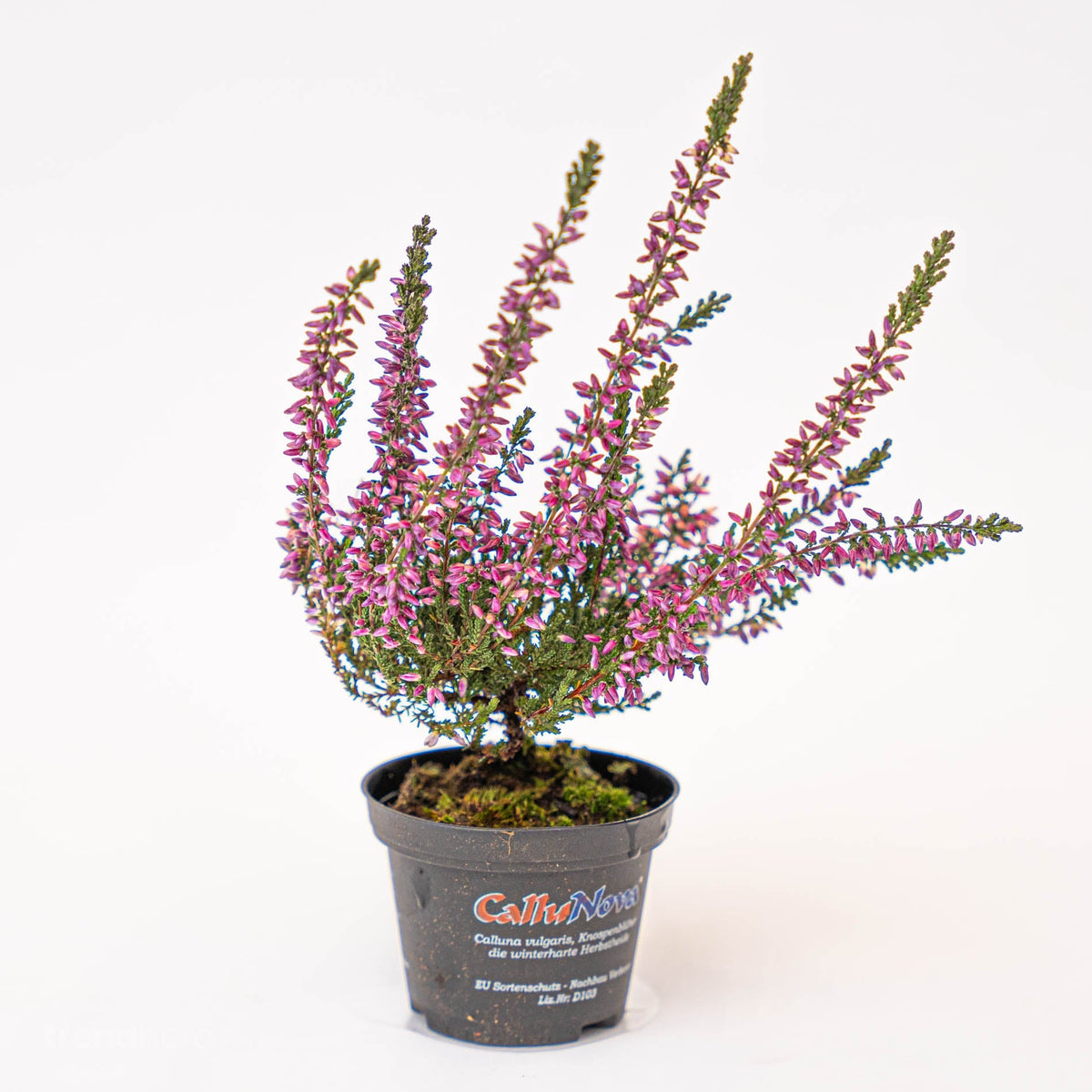 Calluna vulgaris - Callu Nova - Mini