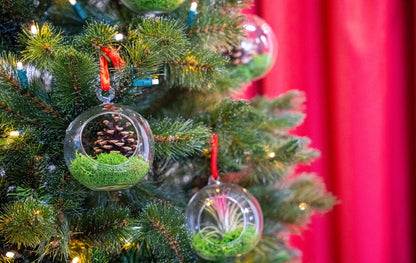 Glass Christmas Ball - Airplant and Reindeer Moss