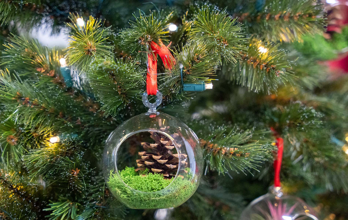 Glass Christmas Ball - Airplant and Reindeer Moss