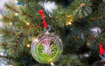 Glass Christmas Ball - Airplant and Reindeer Moss