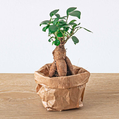 Plant terrarium set - Bonsai - 5 plants - Ficus Ginseng Bonsai - Palm - Asparagus - Red & White Fittonia