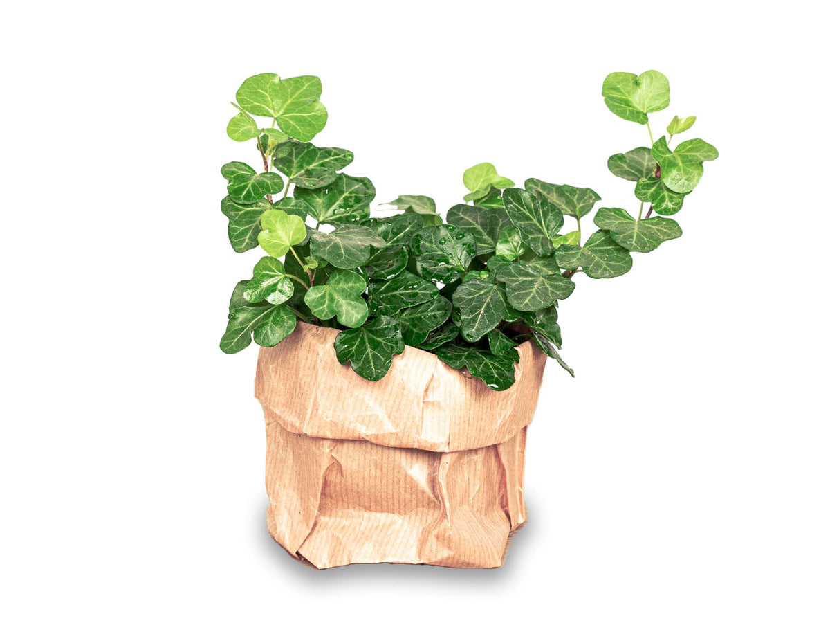 Hedera helix - Ø 6 cm - Houseplant & Terrarium plant
