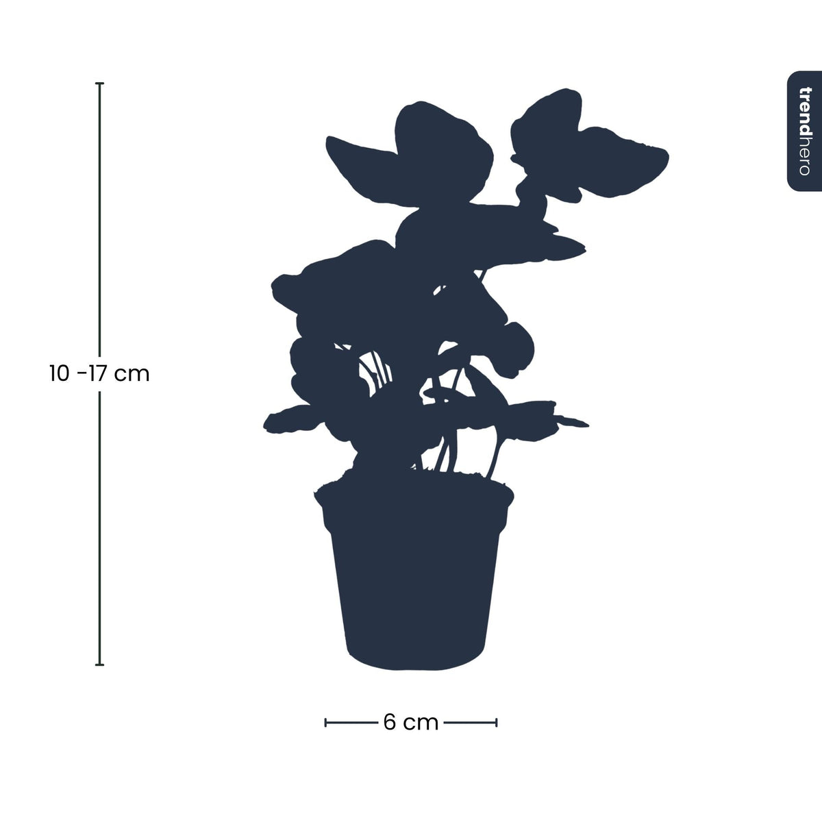 Hedera helix - Ø 6 cm - Houseplant & Terrarium plant