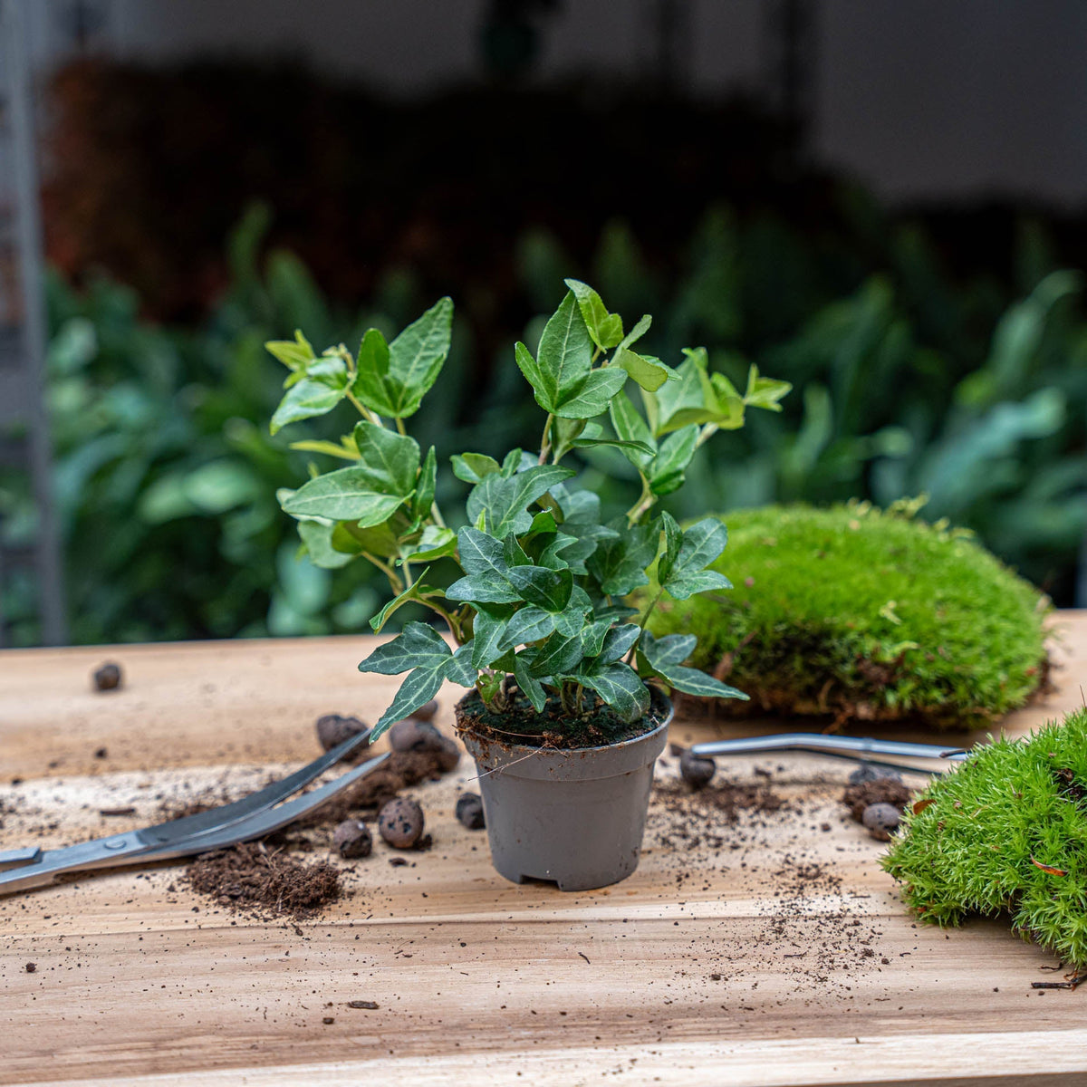 Hedera helix - Ø 6 cm - Houseplant & Terrarium plant