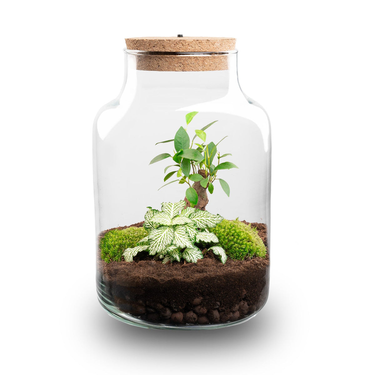 Little Milky - Bonsai - Terrarium with light - Bottle garden DIY kit - Ø 17 cm ↑ 25 cm