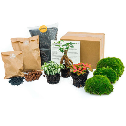 Bonsai Ficus Ginseng - Plant Terrarium Refill & Starter kit - 3 terrarium plants - DIY