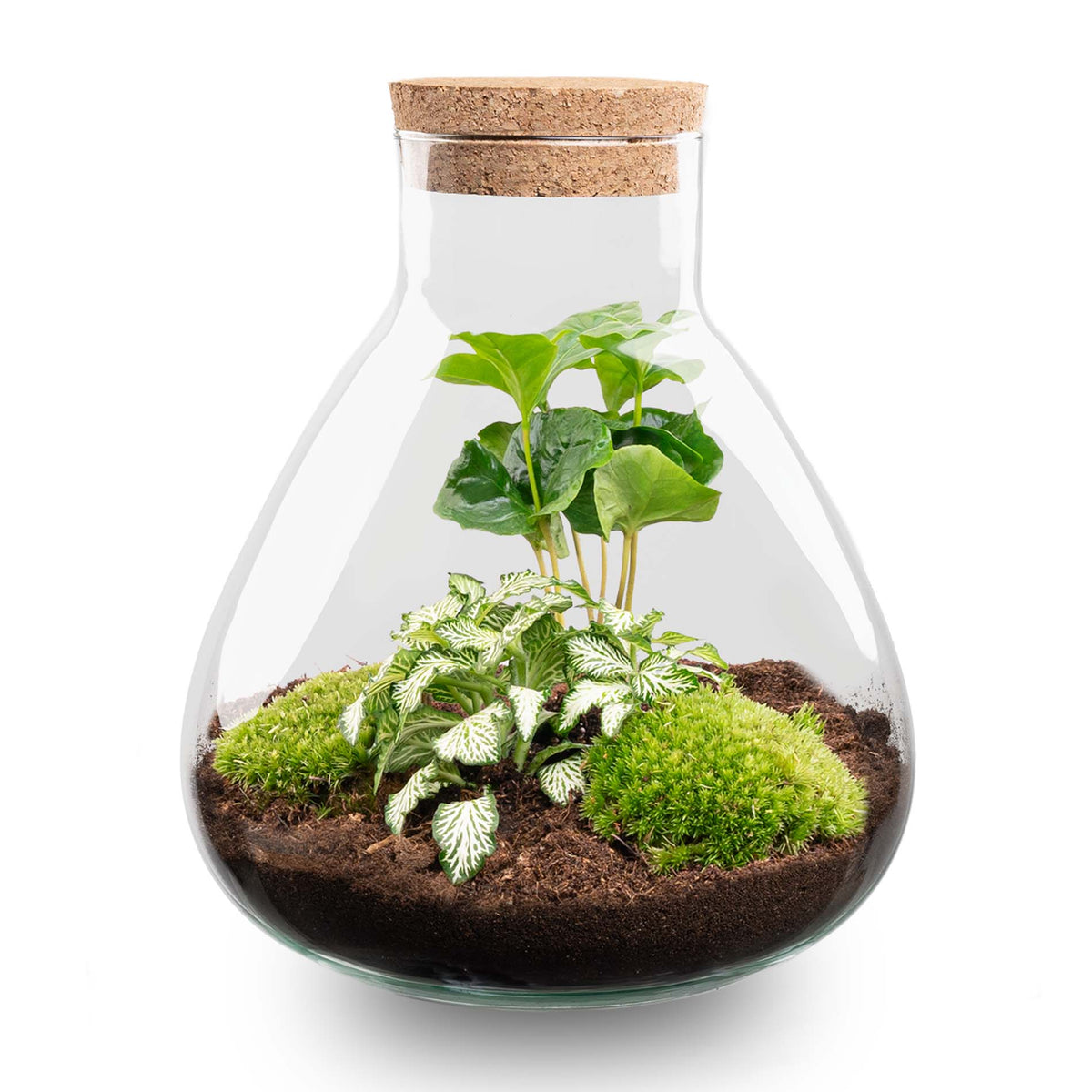 Sammie - Terrarium with light - Bottle garden DIY kit - Ø 22,5 cm ↑ 27 cm