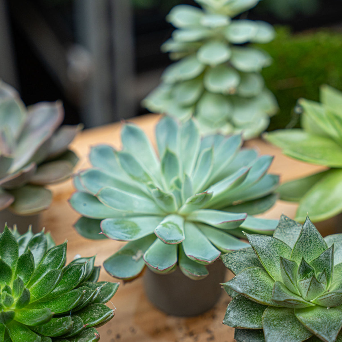 Succulent Mix Set - Assorted Succulents in 6 cm Pots (8–12 cm high)
