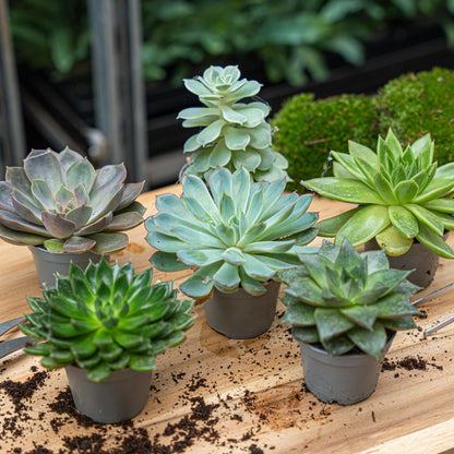 Succulent Mix Set - Assorted Succulents in 6 cm Pots (8–12 cm high)
