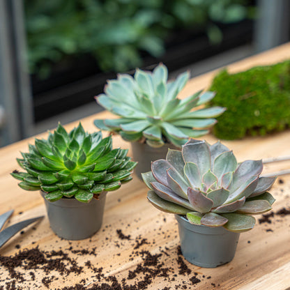 Succulent Mix Set - Assorted Succulents in 6 cm Pots (8–12 cm high)