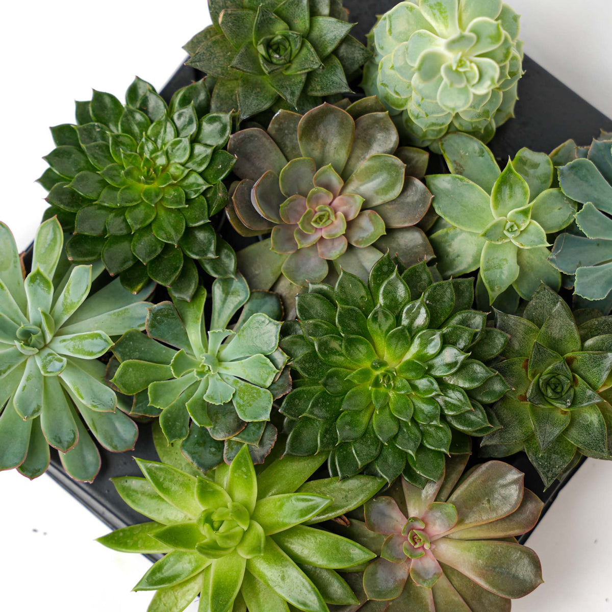 Succulent Mix Set - Assorted Succulents in 6 cm Pots (8–12 cm high)