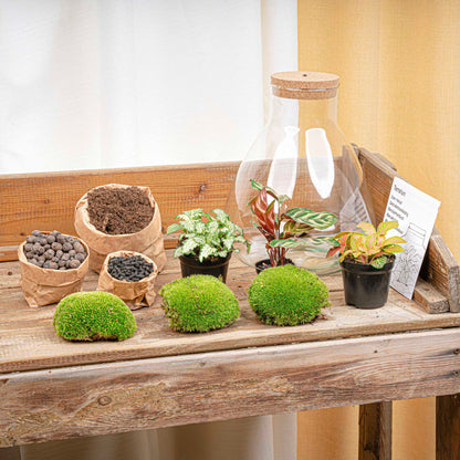 Sam Calathea - Terrarium with light - Bottle garden DIY kit - Ø 24.5 cm ↑ 30 cm